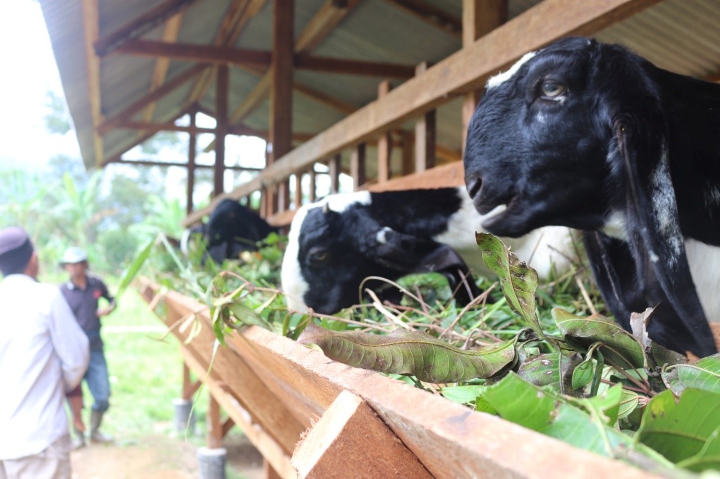 strategi bisnis sapi dan kambing